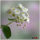 Spiraea