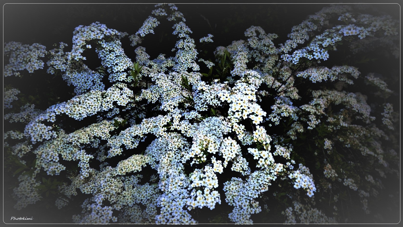 Spiraea