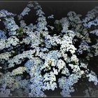 Spiraea