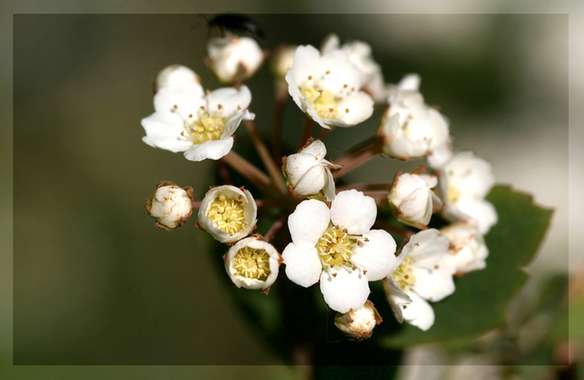 Spiraea