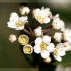 Spiraea