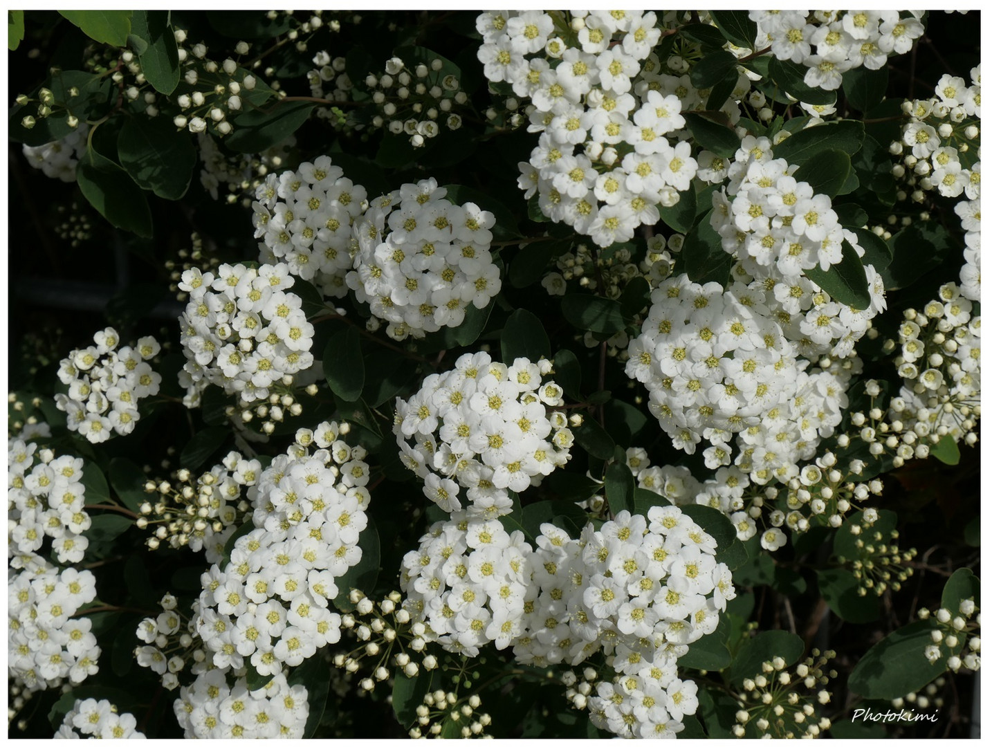 Spiraea auf der Rheinaue