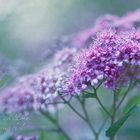 Spiraea