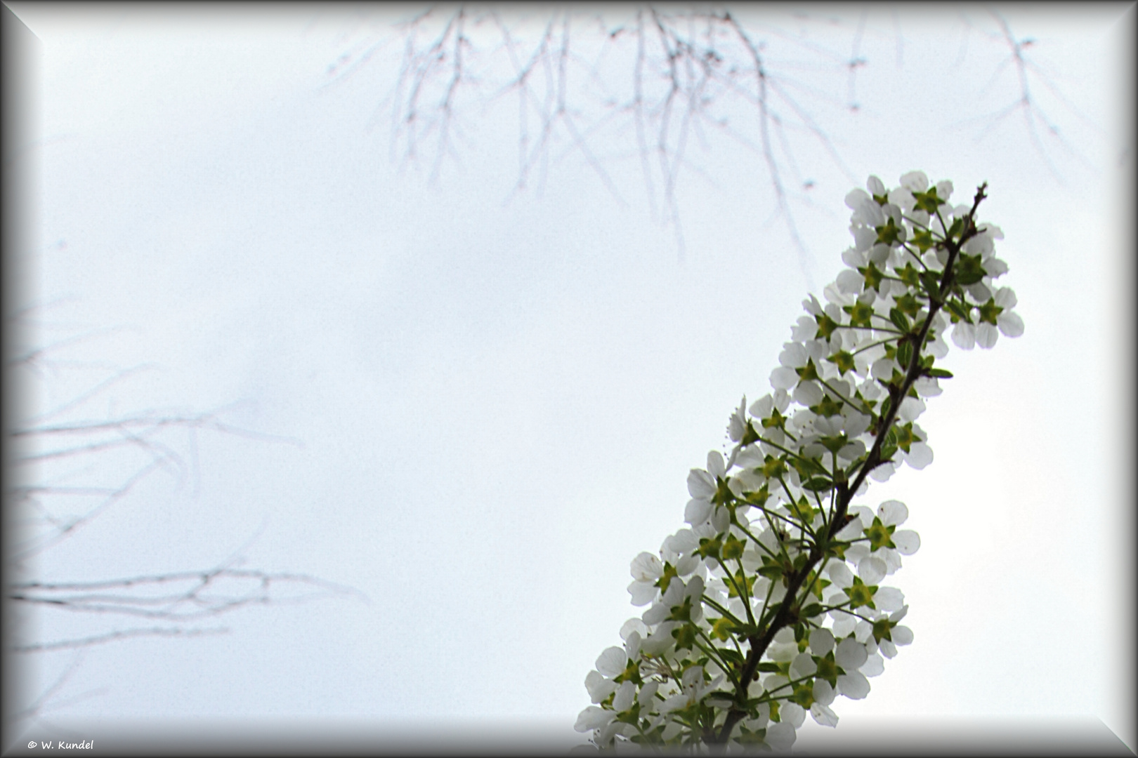 Spiraea im feinen Licht