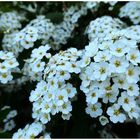 Spiraea in der Sonne