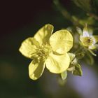 Spiraea japonica "Golden Princess"