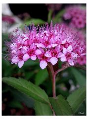 Spiraea latifolia