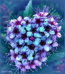 Spiraea latifolia II