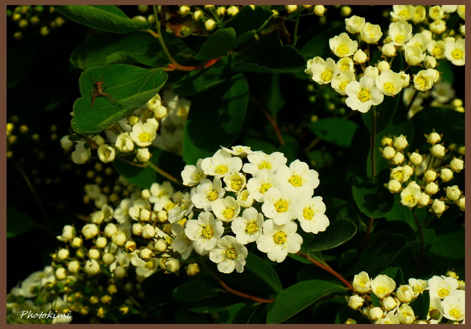 Spiraea mit Spinne