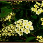 Spiraea mit Spinne