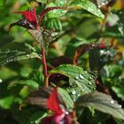 Spiraea x bumalda