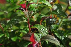 Spiraea x bumalda