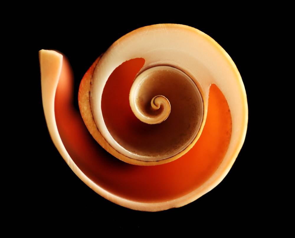 Spiral