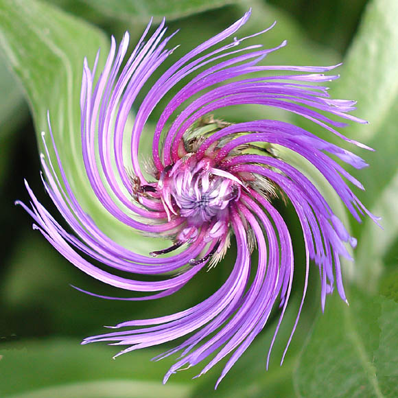 Spiral-Kornblume frisch aus meinem Garten in die EBV...