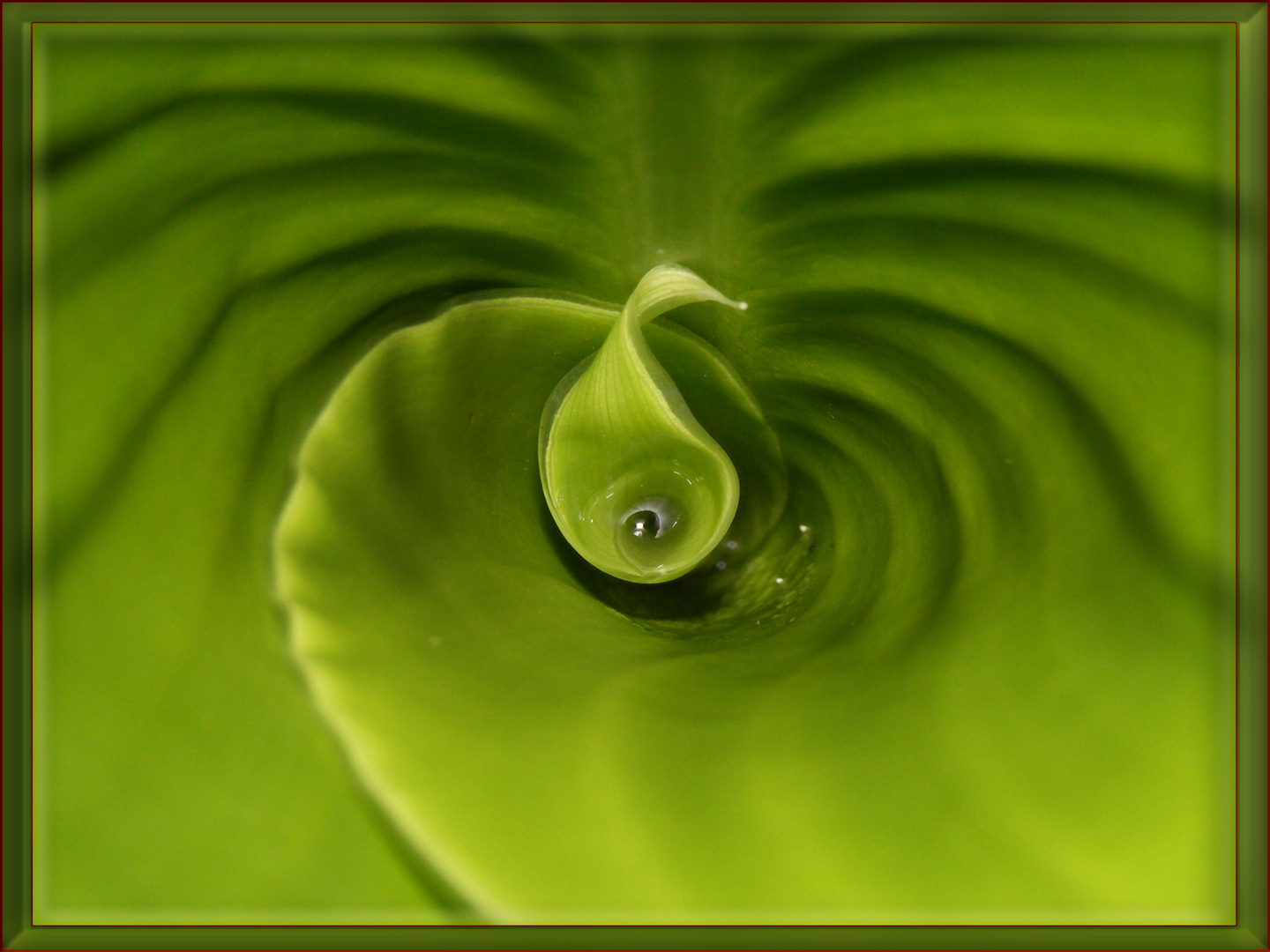 Spiral Leaf