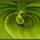 Spiral Leaf