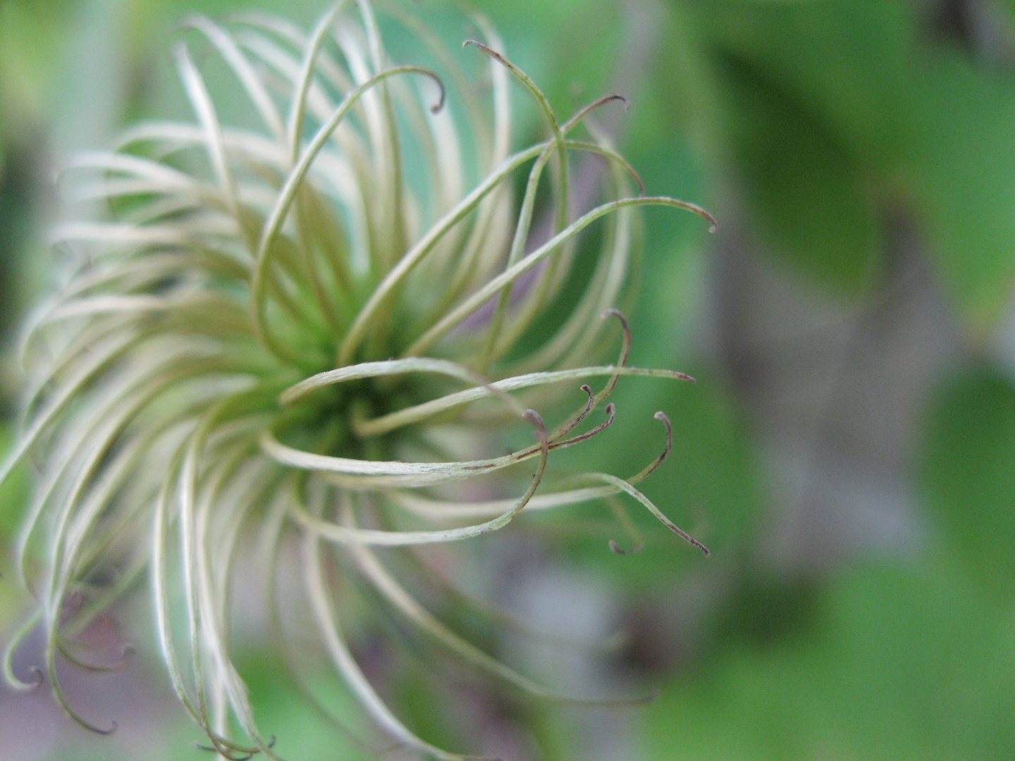 Spiral leaf.