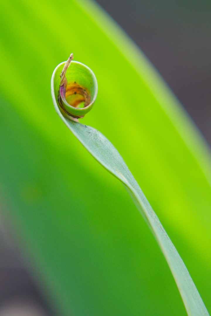 Spiral Spring