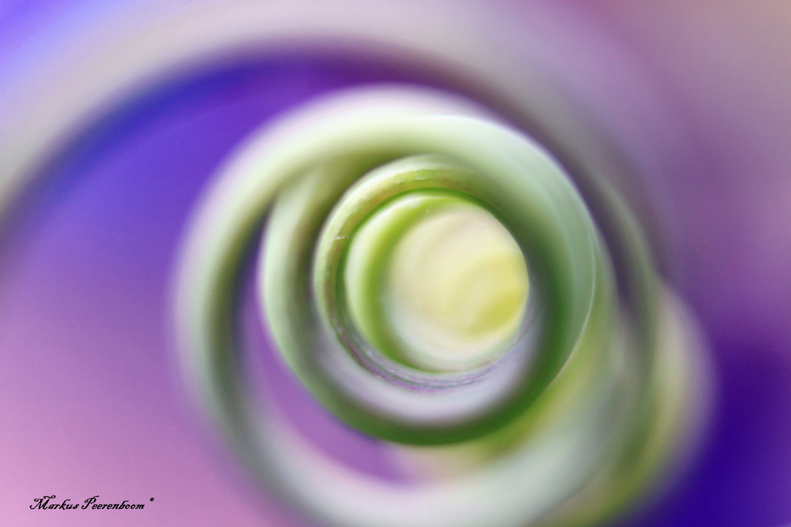 Spirale 1 Foto & Bild | natur-makros, natur-kreativ ...