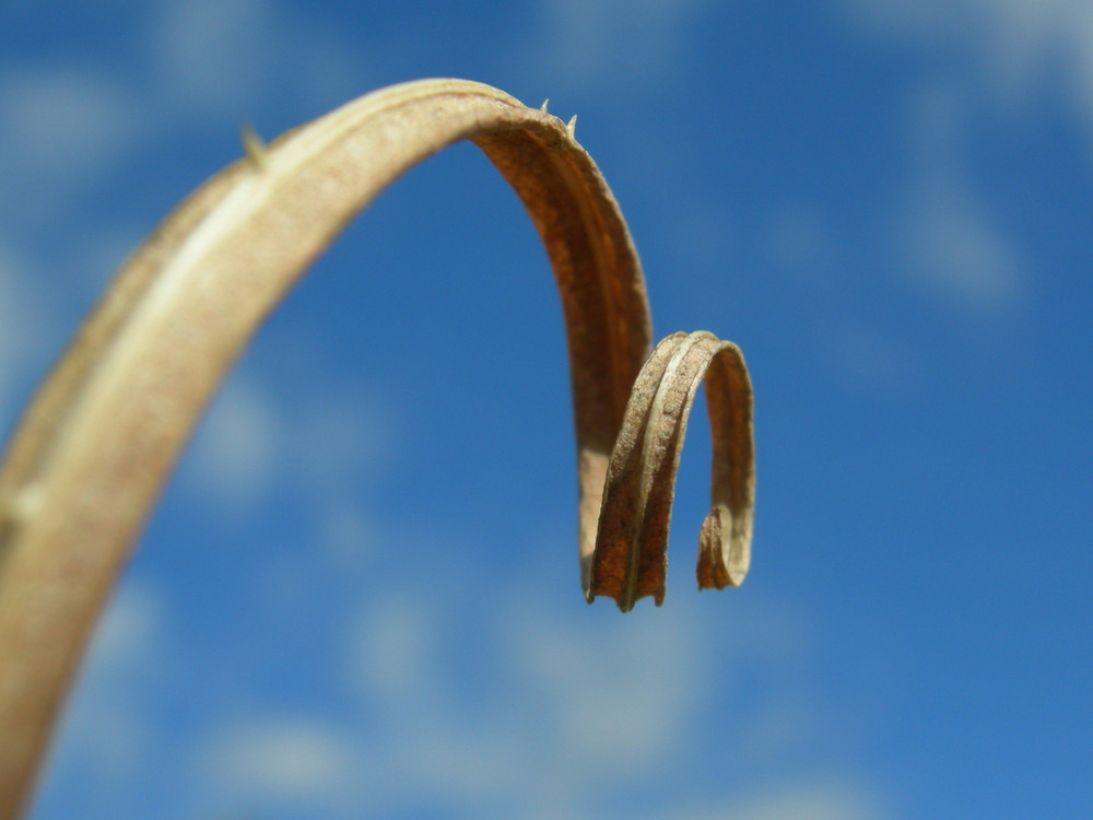 spirale de cardére