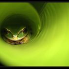 Spirale de grenouille