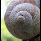 Spirale der Schnecke