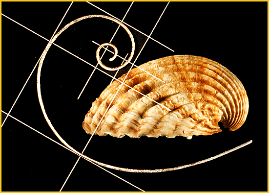 Spirale (suite Fibonacci)