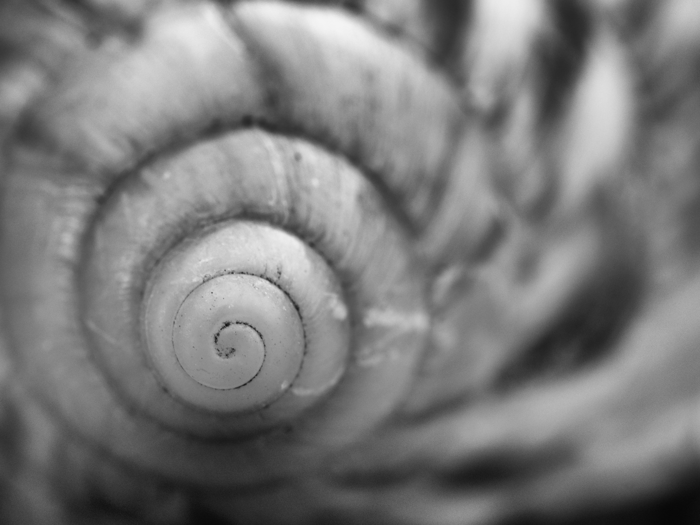 Spiralen