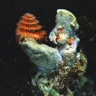 Spiralfederwurm auf einem Korallenstock