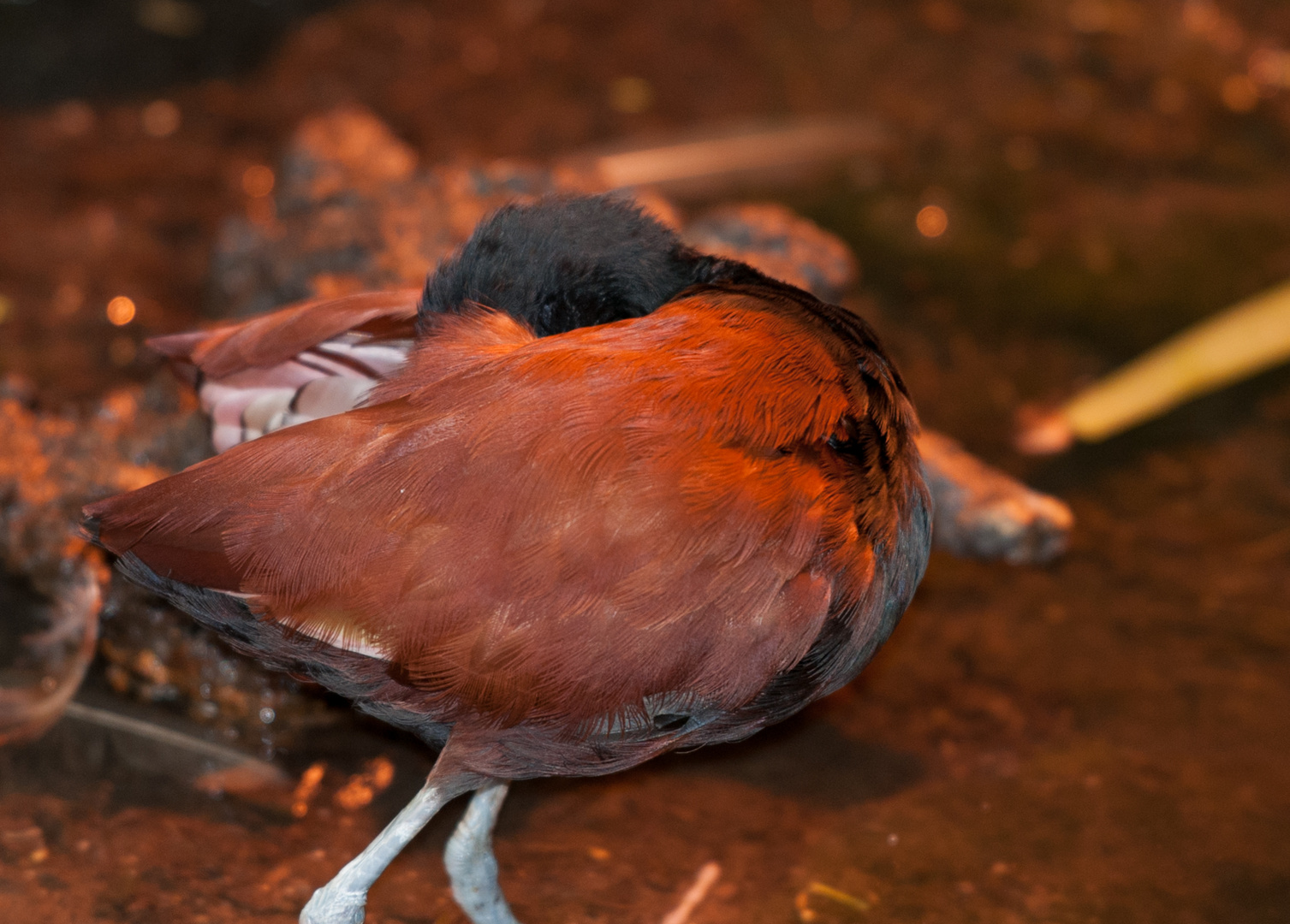 Spiralförmiger Kupfervogel