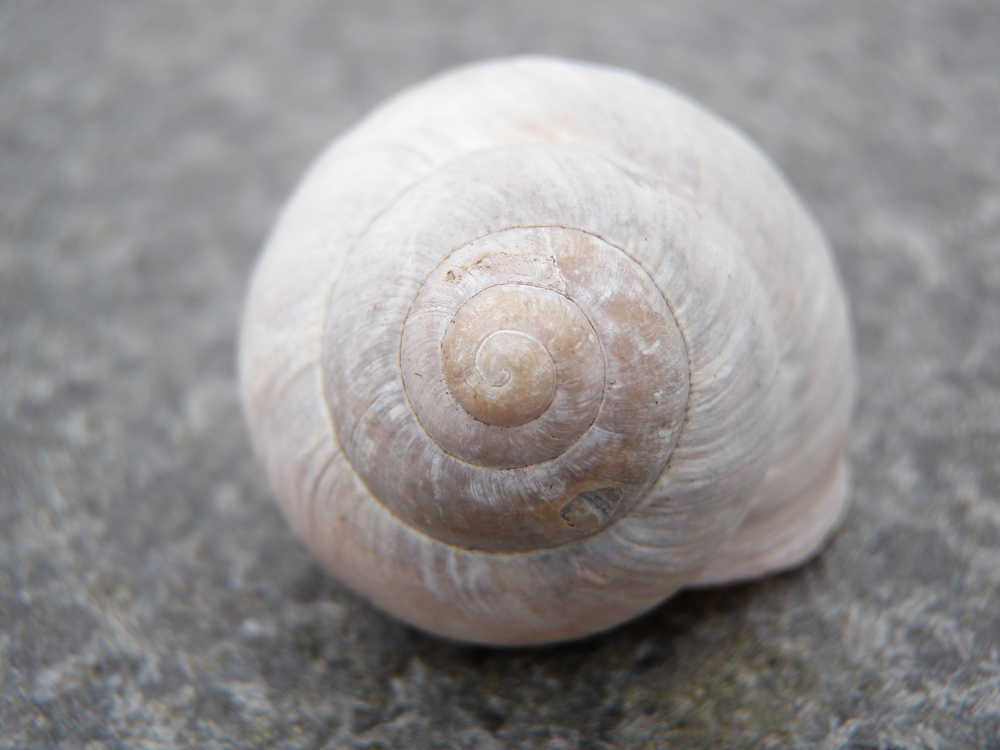 spiralig gewundenes Gehäuse aus Kalk von Sven Gehmair