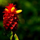 Spiralingwer Costus barbatus