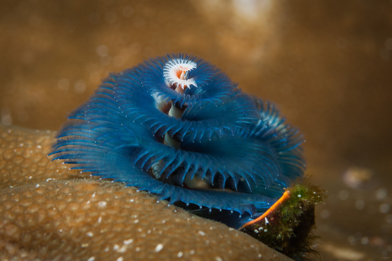 Spiralröhrenwurm in blau