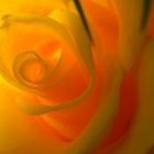 Spiralrose im Feuer