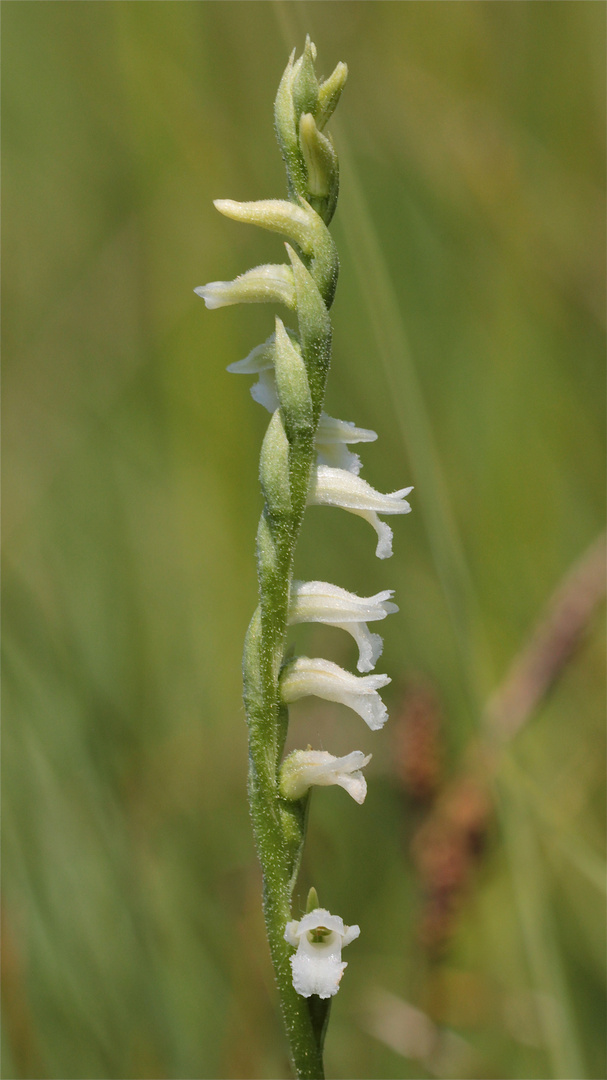 SPIRANTHES AESTIVALIS, die SOMMER-WENDELÄHRE