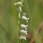 SPIRANTHES AESTIVALIS, die SOMMER-WENDELÄHRE