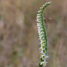 Spiranthes spiralis