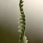 spiranthes spiralis