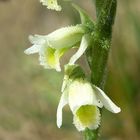 SPIRANTHES  SPIRALIS.