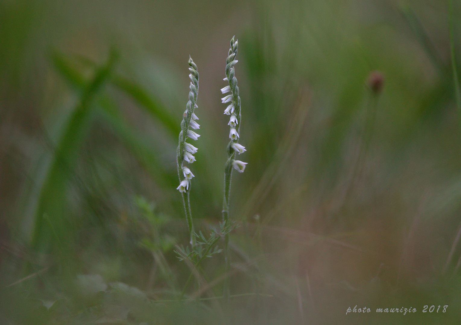  spiranthes spiralis