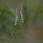  spiranthes spiralis