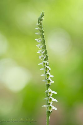 spiranthes spiralis