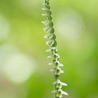 spiranthes spiralis