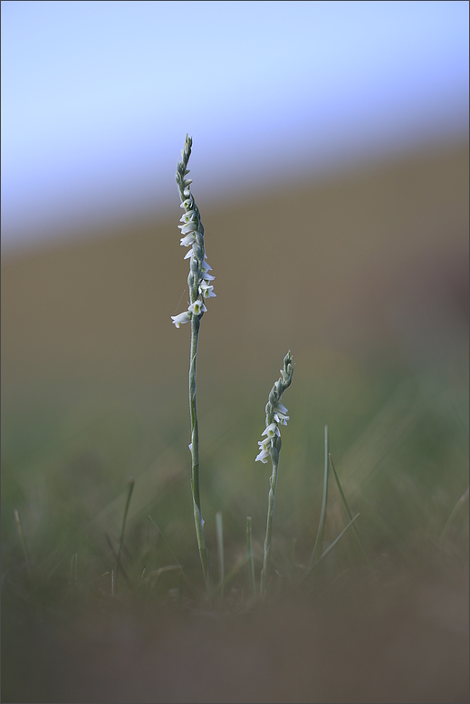 Spiranthes spiralis