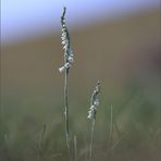 Spiranthes spiralis