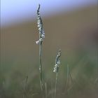 Spiranthes spiralis