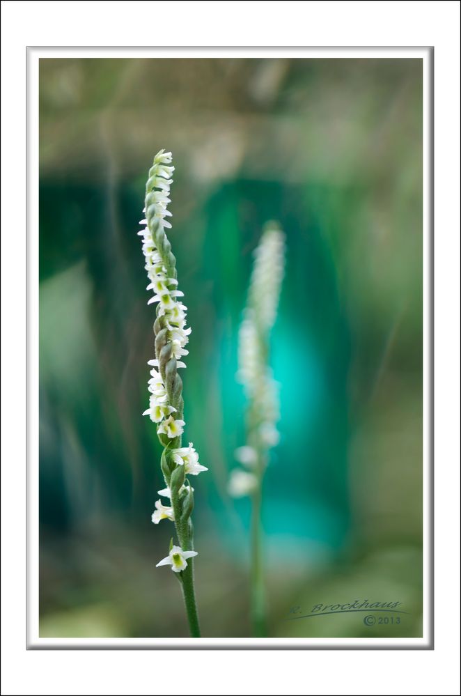 Spiranthes Spiralis