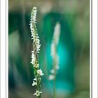 Spiranthes Spiralis