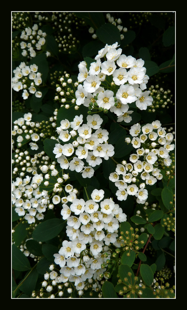 Spirea