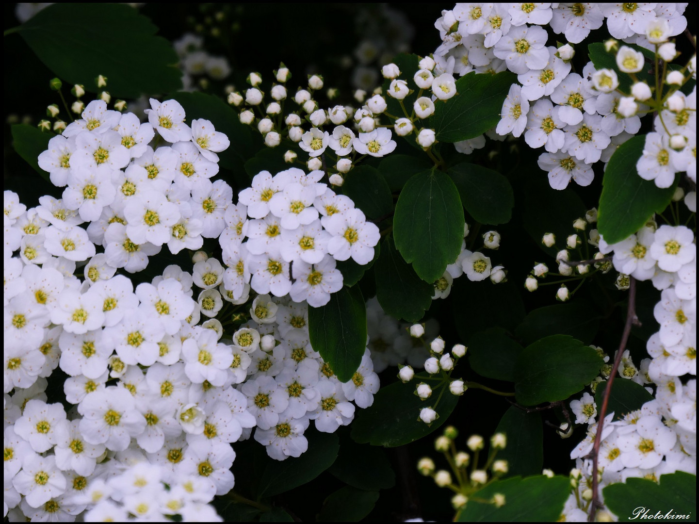 Spirea